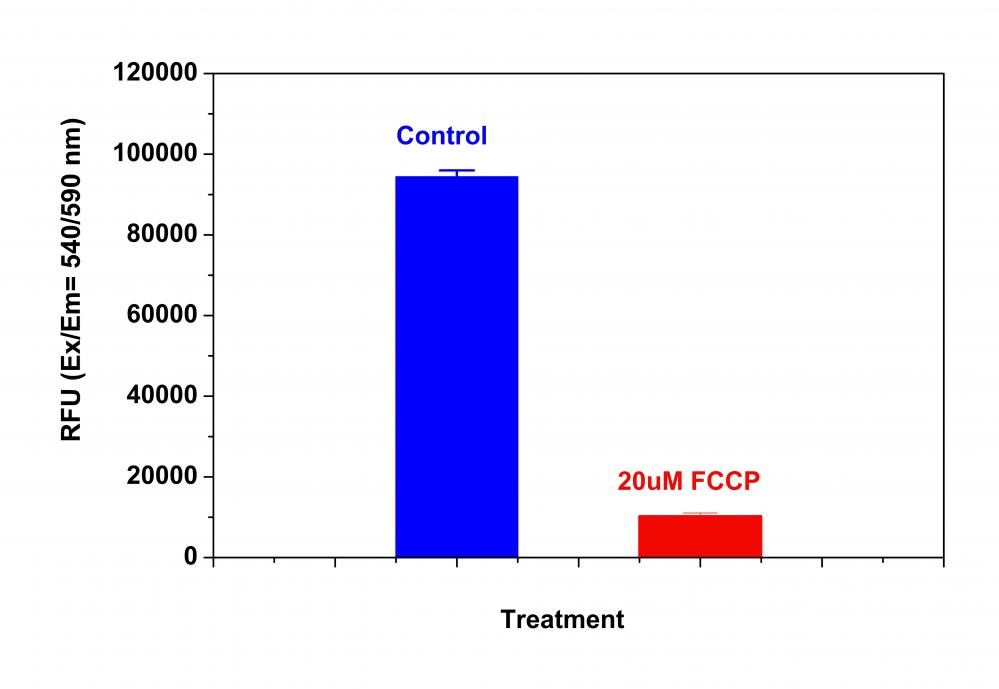 Cell Meter 线粒体膜电位检测试剂盒 橙色荧光 适合微孔板检测     货号22805