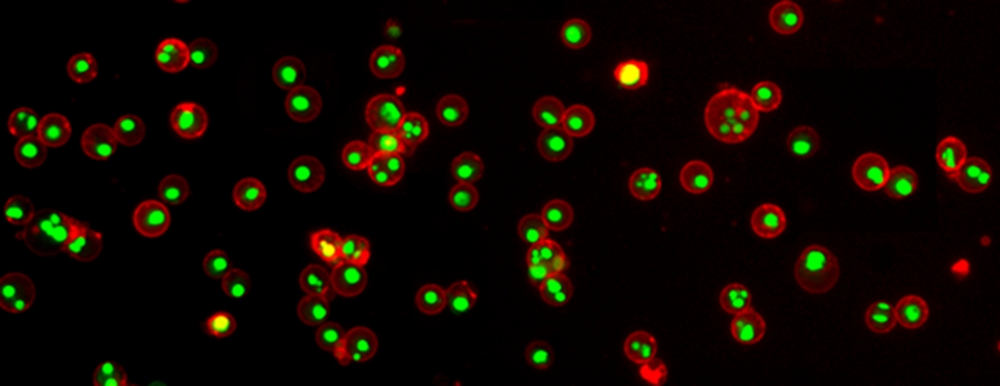 Annexin V-iFluor 555标记    货号20072