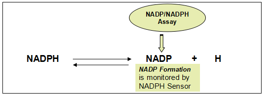 Amplite NADP+/NADPH检测试剂盒(比色法)   货号15260