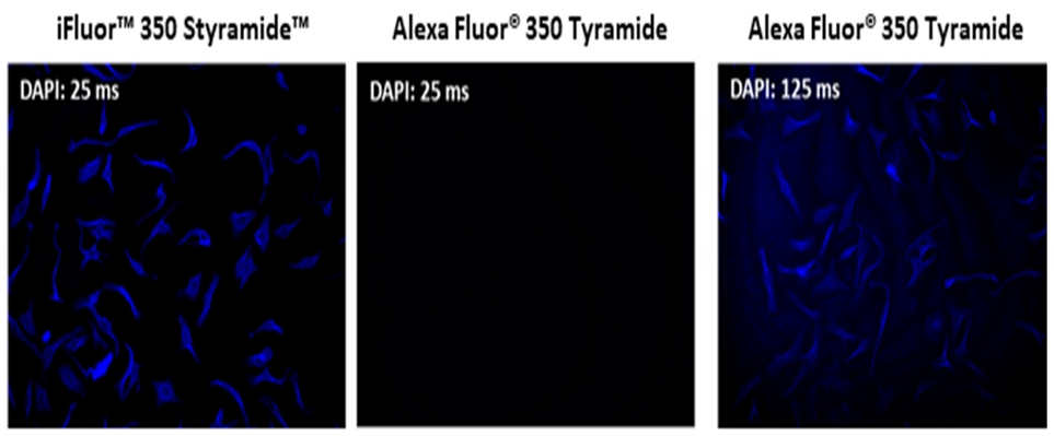 iFluor 555 Styramide * Alexa Fluor 555酪胺的优异替代品*    货号45027