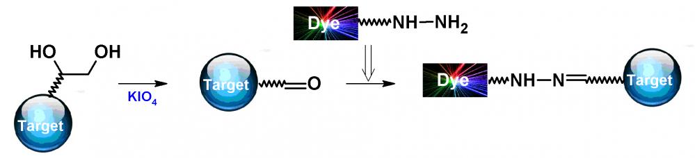 iFluor 405酰肼    货号1081