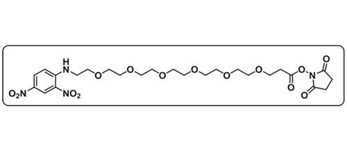 DNP-PEG6-NHS ester