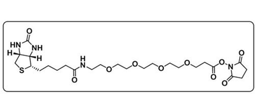 Biotin-PEG4-NHS ester；459426-22-3