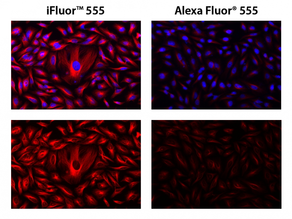 iFluor 555羊抗鼠免疫球蛋白(H+L)    货号16739