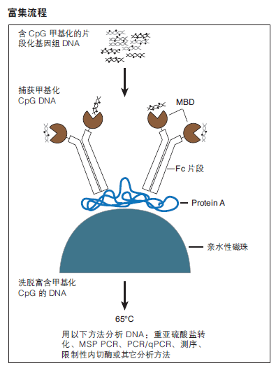 EpiMark 甲基化 DNA 富集试剂盒             货   号                  #E2600S