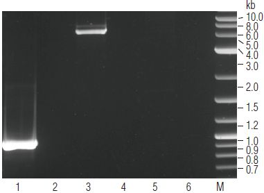 ProtoScript®  cDNA 第一链合成试剂盒             货   号                  #E6300L