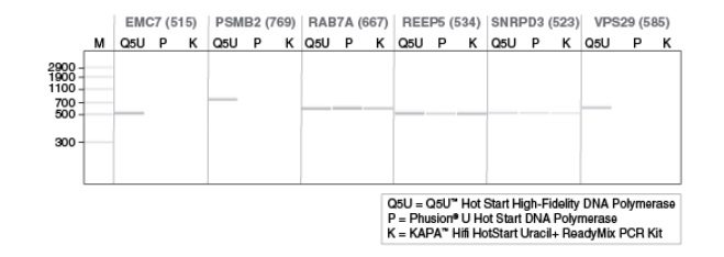 Q5U™ 热启动超保真 DNA 聚合酶            货   号                  #M0515L