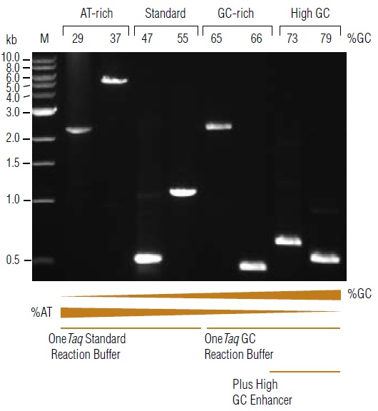 OneTaq® Quick-Load® DNA 聚合酶            货   号                  #M0509L