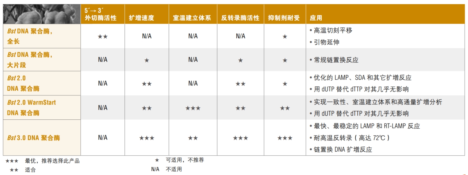 Bst DNA 聚合酶，全长               货   号                  #M0328S