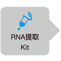 Rat Housekeeping Gene Primer Set