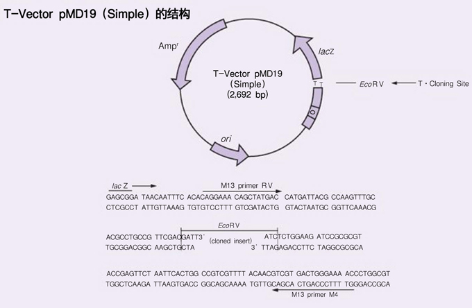 T-Vector pMD&trade;19 (Simple)