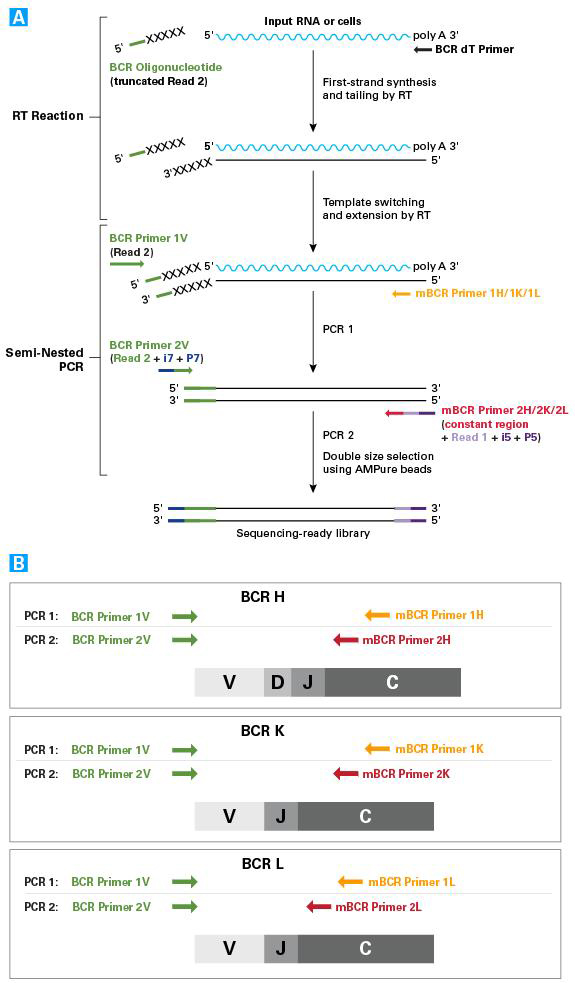 Clontech                      634422           SMARTer&reg; Mouse BCR IgG H/K/L Profiling Kit            12 Rxns