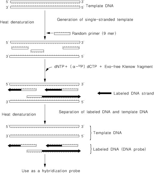 Takara                      6045           Random Primer DNA Labeling Kit Ver.2            30 Rxns