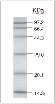 Takara                      3450Q           Protein Molecular Weight Marker (Low)            50 lanes