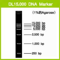 Takara                      3582Q           DL15,000 DNA Marker            200 μl