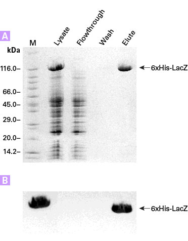 Clontech                      631213           6xHN Polyclonal Antibody            200 μl