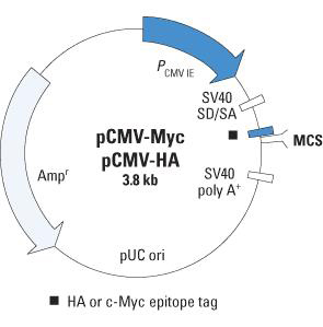 Clontech                      635689           pCMV-Myc Vector Set            Each