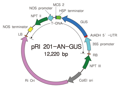 Takara                      3266           pRI 201-AN-GUS DNA            10 μg