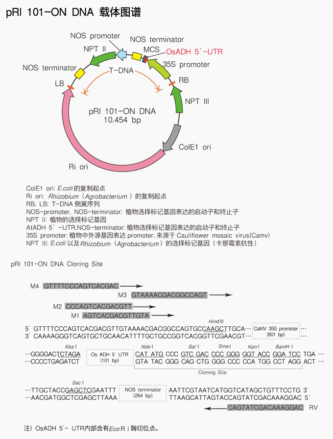 Takara                      3263           pRI 101-ON DNA            10 μg