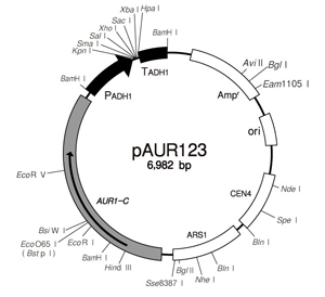 Takara                      3602           pAUR123 DNA            20 μg