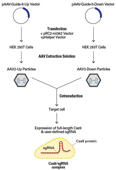 Clontech                      632608           AAVpro&reg; CRISPR/Cas9 Helper Free System (AAV2)            1 System