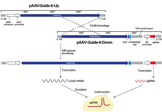 Clontech                      632608           AAVpro&reg; CRISPR/Cas9 Helper Free System (AAV2)            1 System