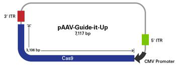 Clontech                      632608           AAVpro&reg; CRISPR/Cas9 Helper Free System (AAV2)            1 System