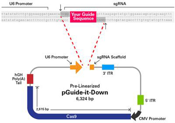 Clontech                      632608           AAVpro&reg; CRISPR/Cas9 Helper Free System (AAV2)            1 System