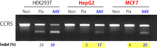 Clontech                      632608           AAVpro&reg; CRISPR/Cas9 Helper Free System (AAV2)            1 System