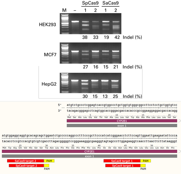 Clontech                      632608           AAVpro&reg; CRISPR/Cas9 Helper Free System (AAV2)            1 System