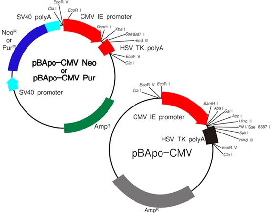 Takara                      3240           pBApo-CMV Neo DNA            20 μg